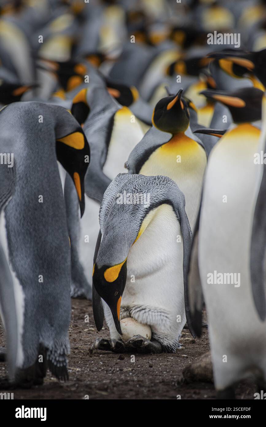 Königspinguin (Aptenodytes patagonicus), Huhn mit frisch gelegten Ei, Volunteer Point, Falklandinseln, Großbritannien, Südatlantik, Südamerika Stockfoto