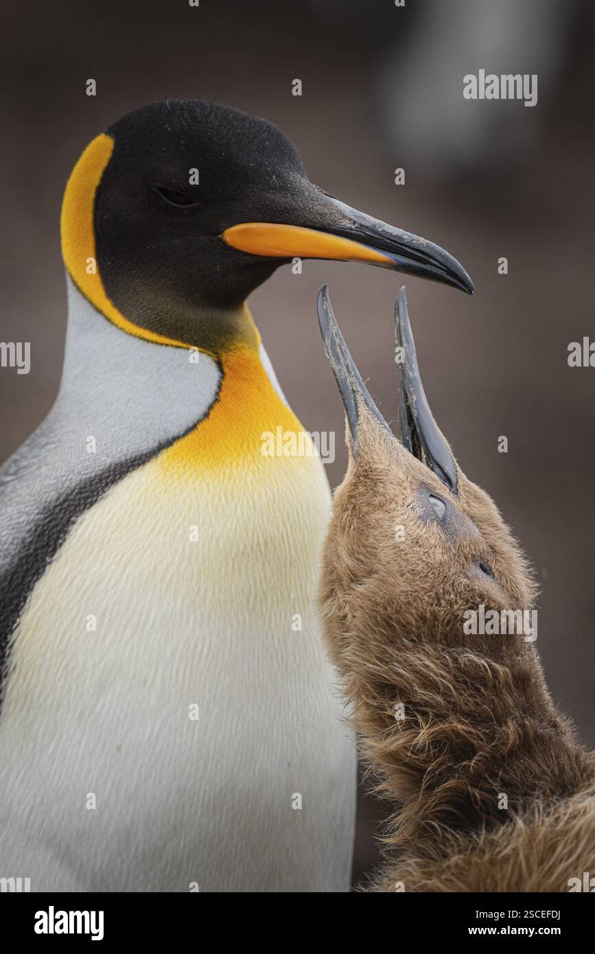 Königspinguine (Aptenodytes patagonicus), Jungvögel, die um Nahrung betteln, Volunteer Point, Falklandinseln, Großbritannien, Südatlantik, Südamerika Stockfoto