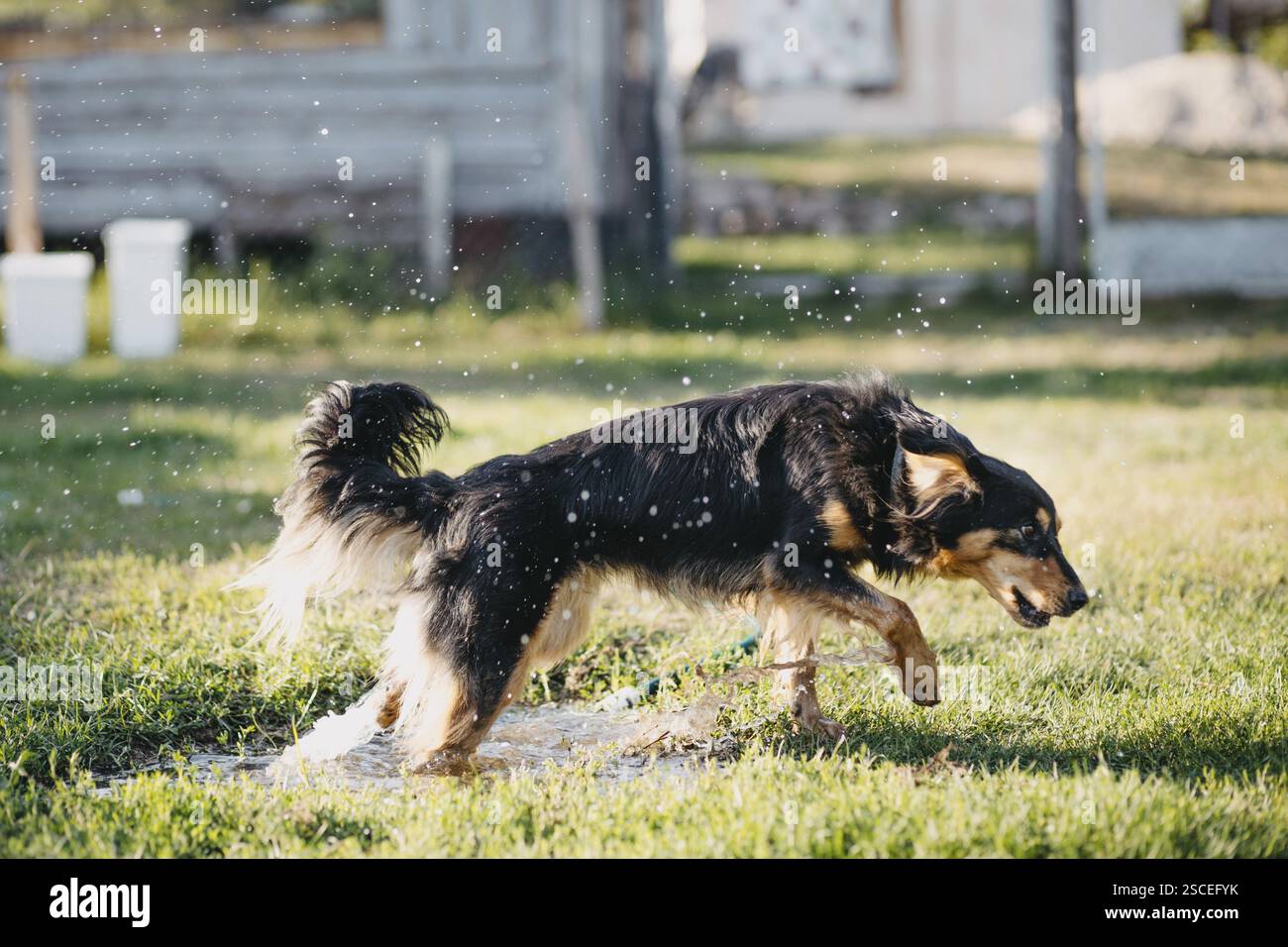 Ein Hund, der sich energetisch durch Gras bewegt, mit Wassertropfen in Bewegung Stockfoto