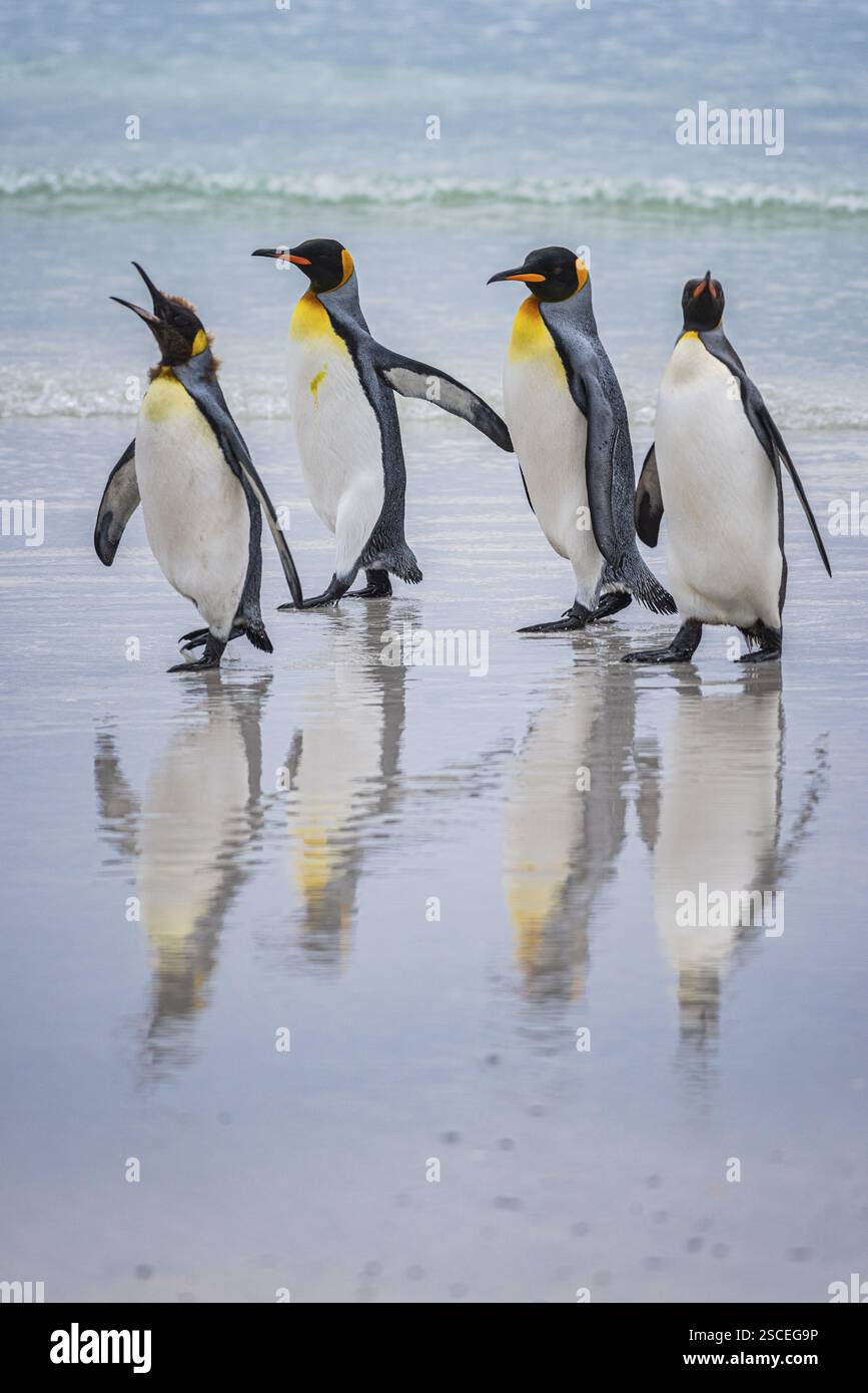 Königspinguine (Aptenodytes patagonicus), am Strand, Volunteer Point, Falklandinseln, Großbritannien, Südatlantik, Südamerika Stockfoto