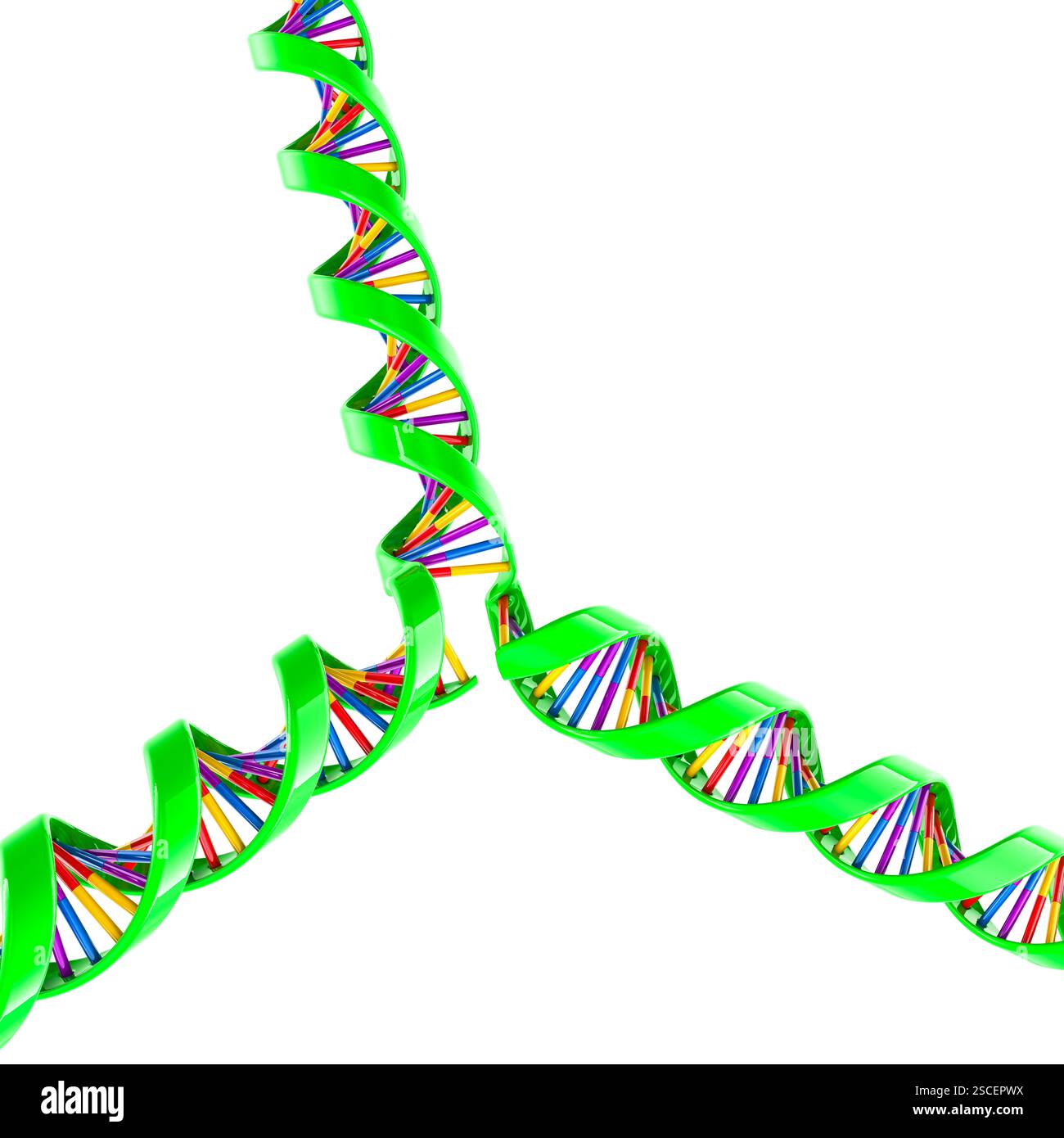 DNA-Replikationsgabel. Biotechnologieforschung, Konzept. 3D-Rendering isoliert auf weißem Hintergrund Stockfoto