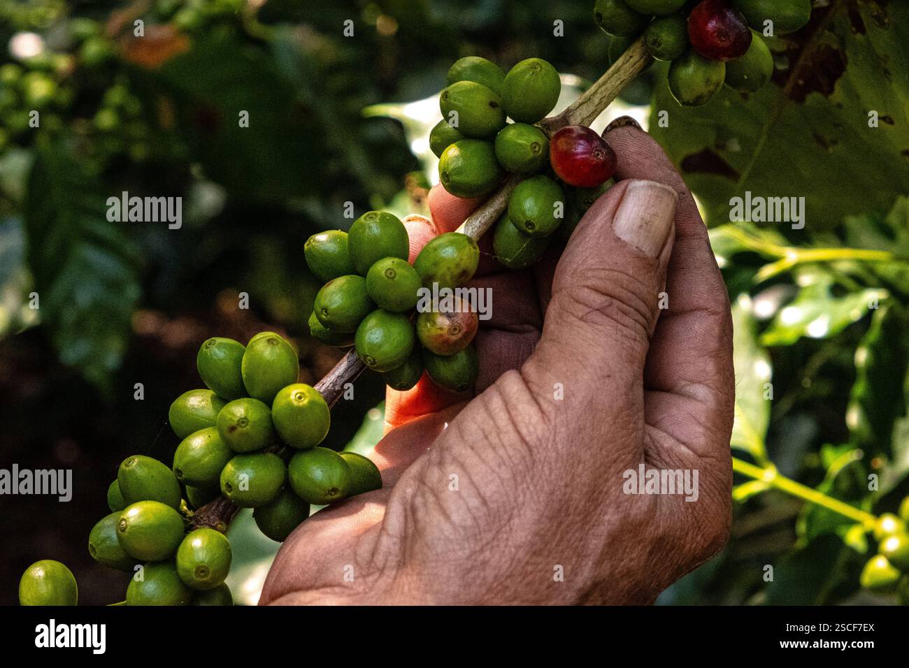 Ein Kaffeebauer hat einen Reifen Gewinn in der Filiale. Stockfoto