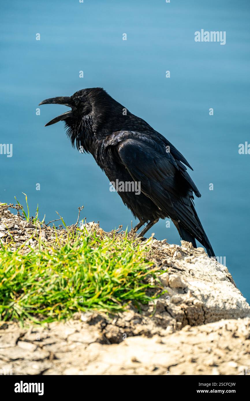 Raven Caws mit Ozean in der Ferne im Channel Islands National Park Stockfoto