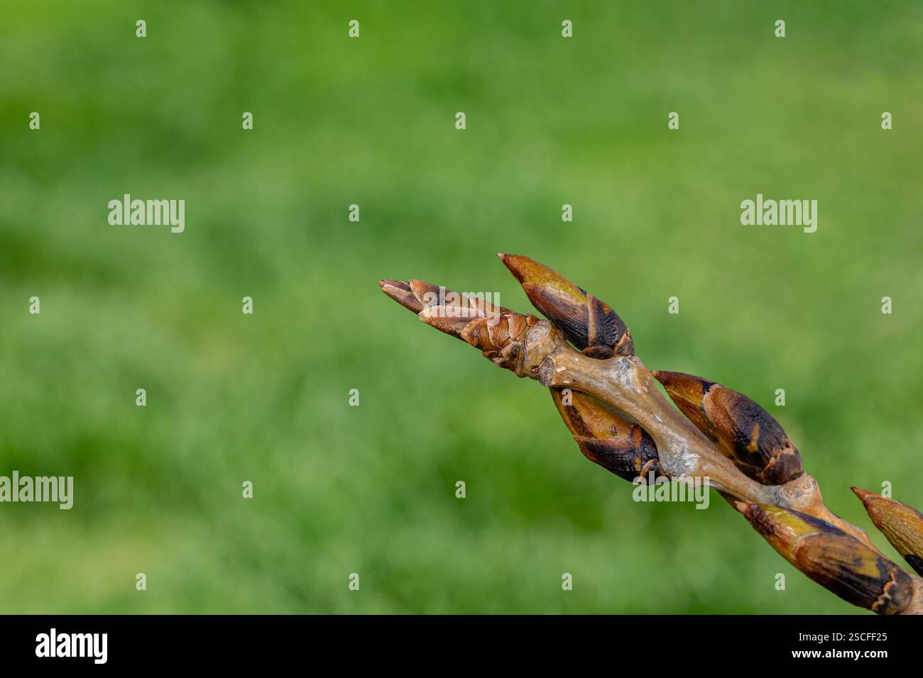 Neue Knospen, die auf Baumbaumholz wachsen. Naturheilmittel, Heilpflanzen und Frühjahrskonzept. Stockfoto