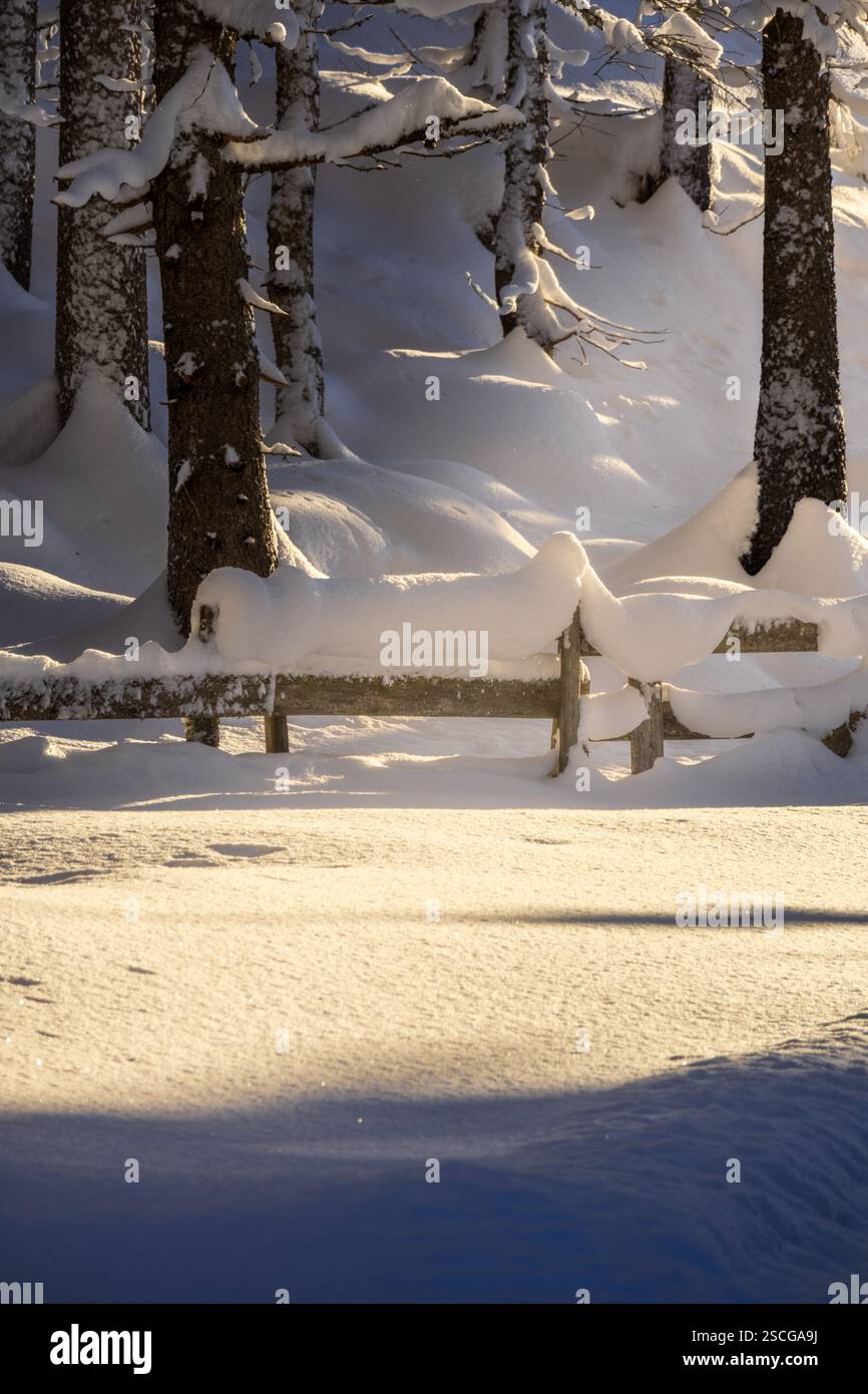 Ein hölzerner Zaun schlängelt sich durch den Wald, während goldenes Licht bei Sonnenuntergang durch die Kiefern fließt und die Szene in warmen, magischen Tönen einfängt. Stockfoto