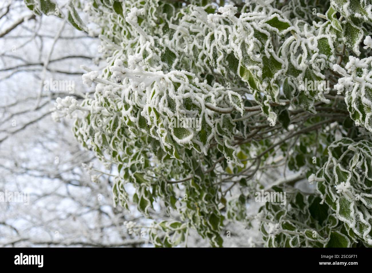 glückskastanie triebe am stamm Glückskastanie (Pachira Aquatica) – Foliage Dreams
