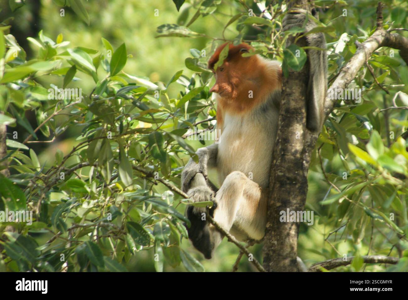 Proboscis-Affe (Nasalis larvatus) in einem Regenwaldbaum, seitliche Ansicht, Borneo, Malaysia Stockfoto