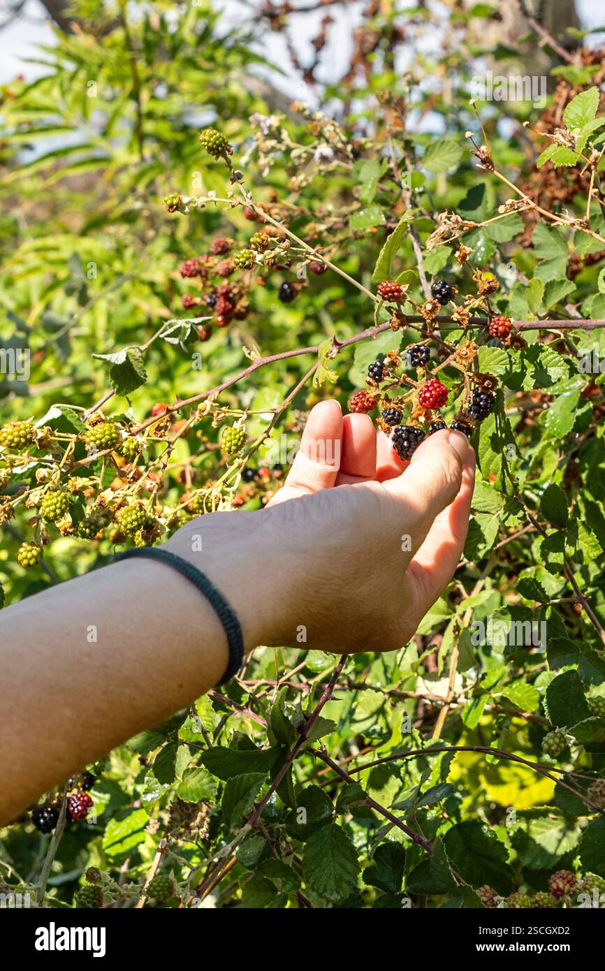 Dorf Kirki Evros Griechenland erholt sich nach einem massiven Waldbrand, Wald- und Bergrestaurierung, Umweltkatastrophe, Eine Frau, die Hand von Roten Be sammelt Stockfoto