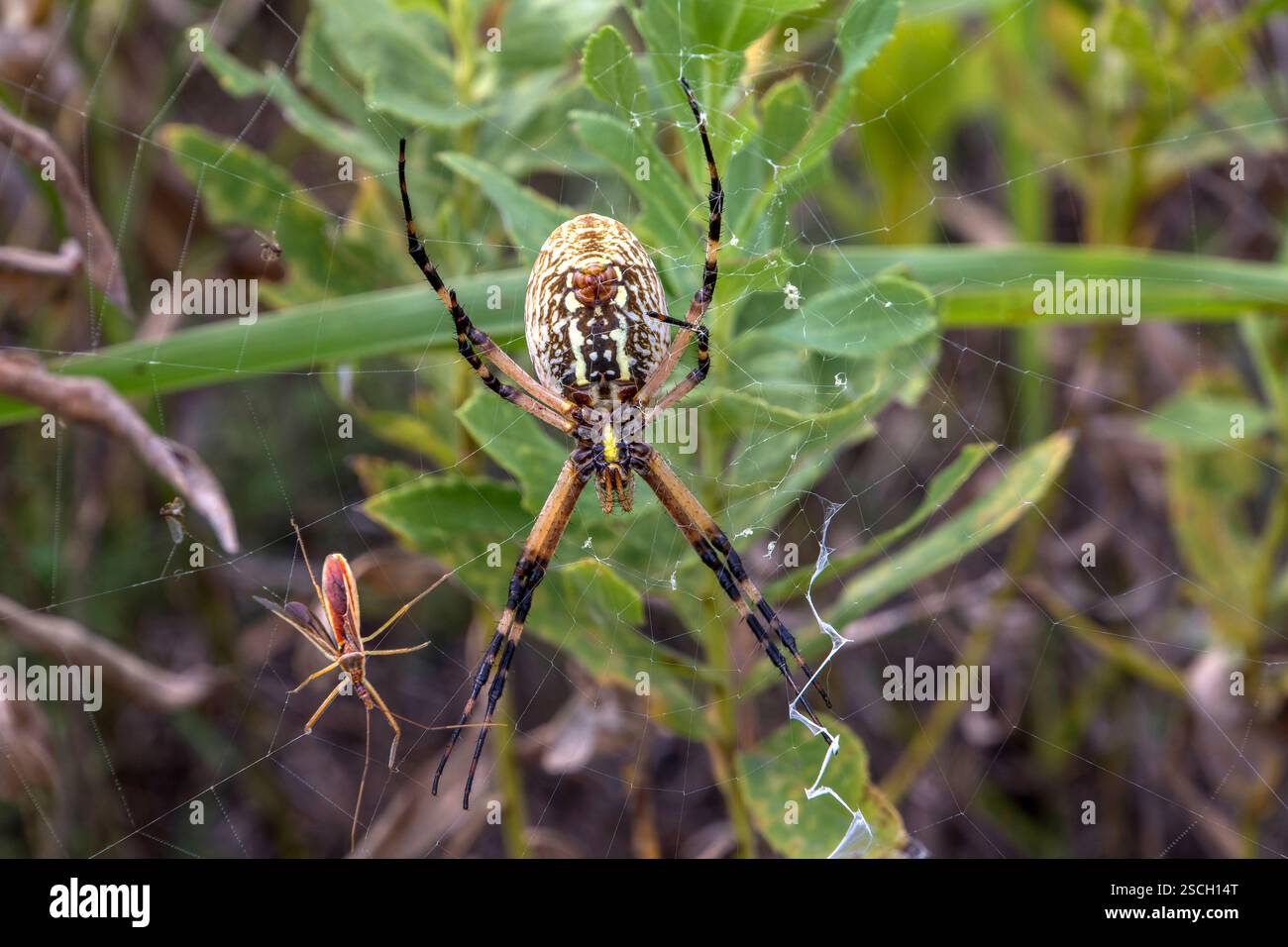 Argiope aurantia, Maisspinne, Garten Orbweaver, Schreibspinne, gelbe Gartenspinne, Reißverschlussspinne, schwarz-gelbe Gartenspinne, Orgelweben arac Stockfoto