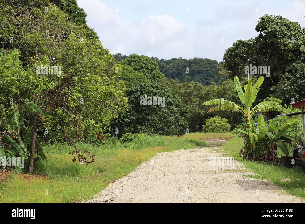 Die asphaltierte Straße endet in tiefgrünen, dichten tropischen Regenwäldern Stockfoto
