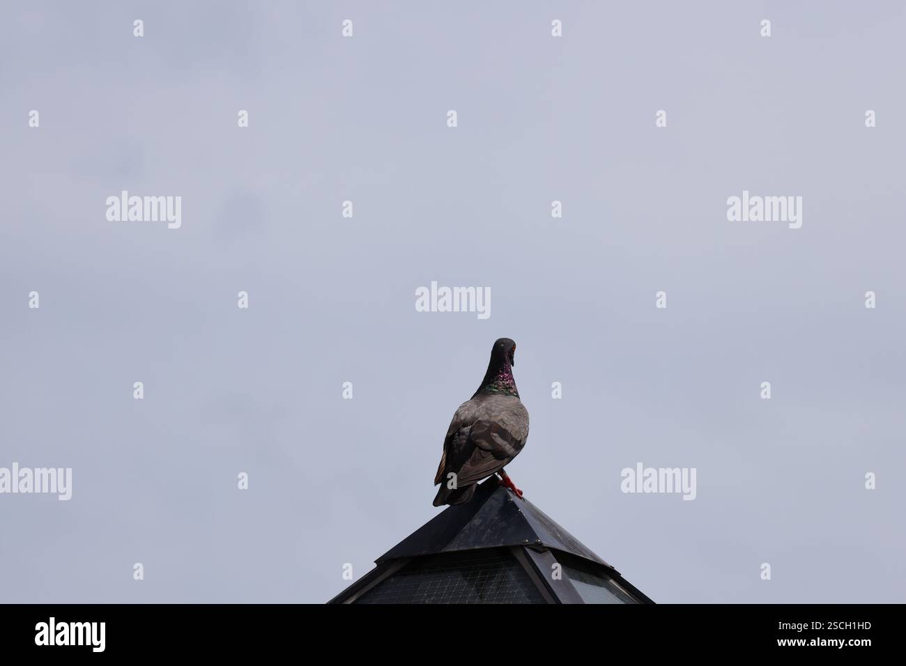 Nahaufnahme der Rückansicht einer Taube, oben stehend, spitz zulaufende Dachkonstruktion aus Metall Stockfoto