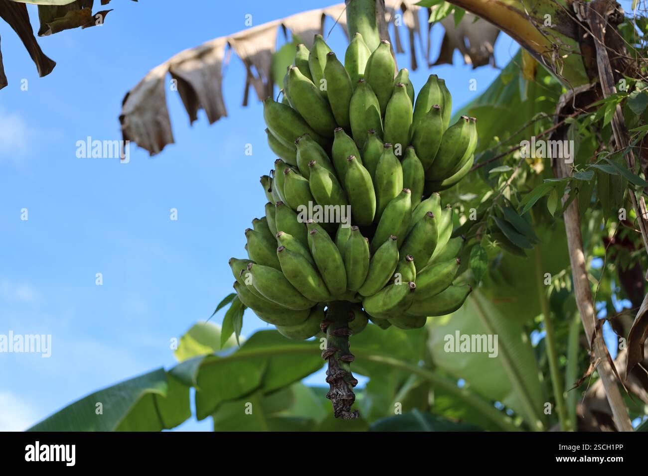 Nahaufnahme große Bananen, die an einem Baum hängen, unter sonnigem blauem Himmel (Himmel) Stockfoto