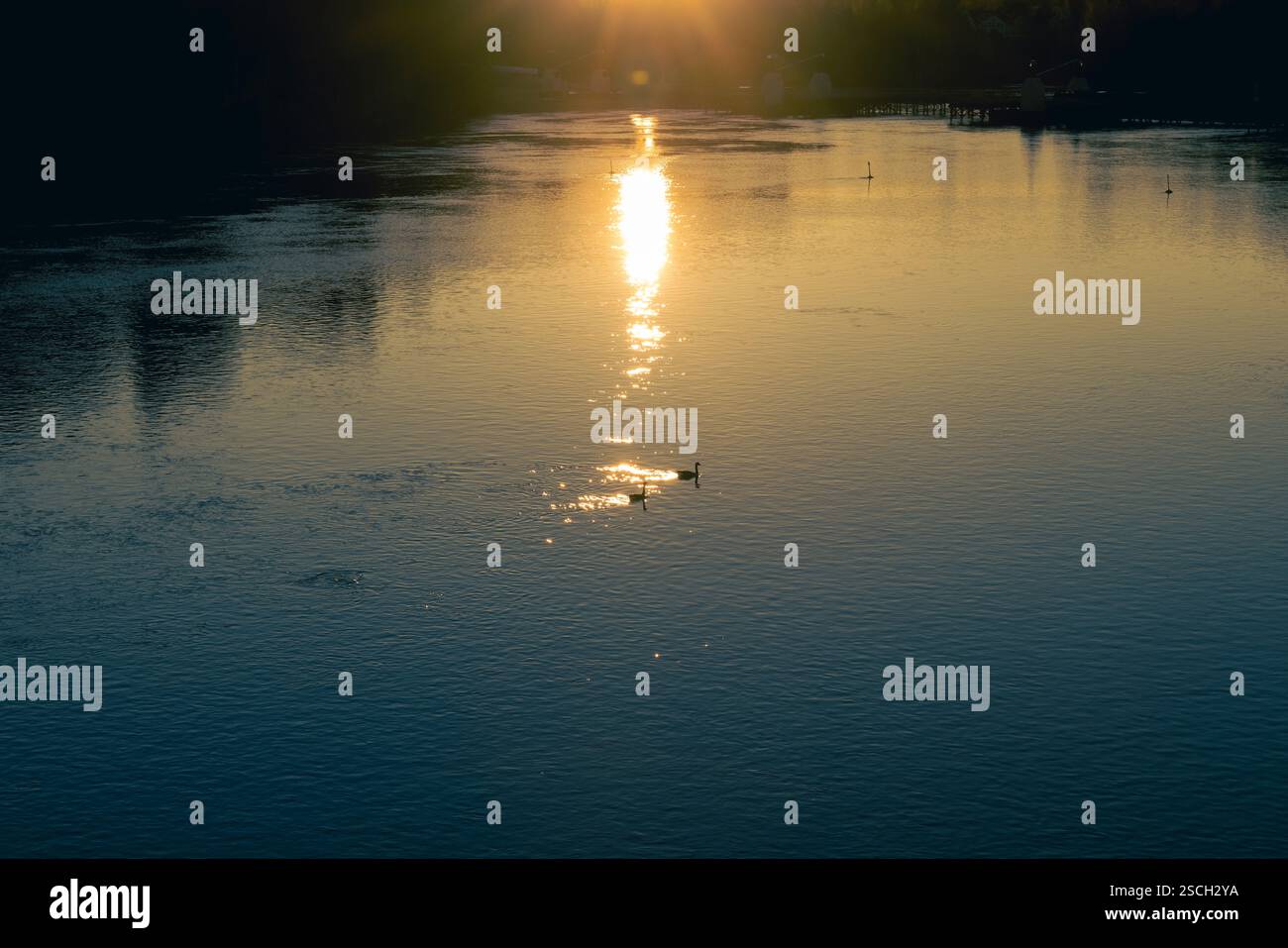 Der goldene Sonnenuntergang wirft ein warmes Leuchten über dem ruhigen See, während Enten friedlich schwimmen. Stockfoto