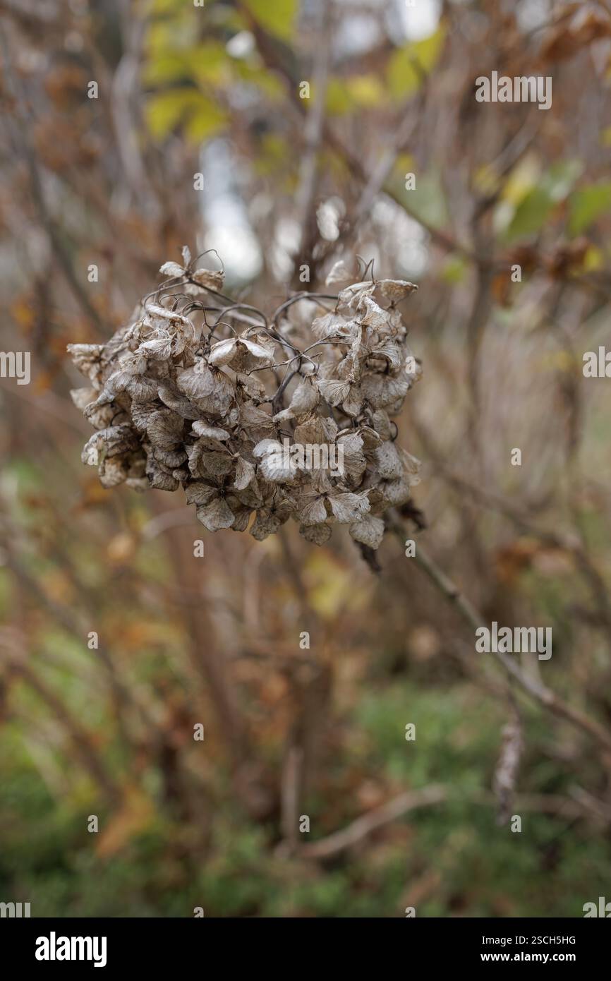 An einem Zweig hängen trockene, zarte Hortensie-Blüten, die die komplizierte Schönheit des Verfalls zeigen und ein Gefühl des saisonalen Wandels vermitteln. Stockfoto