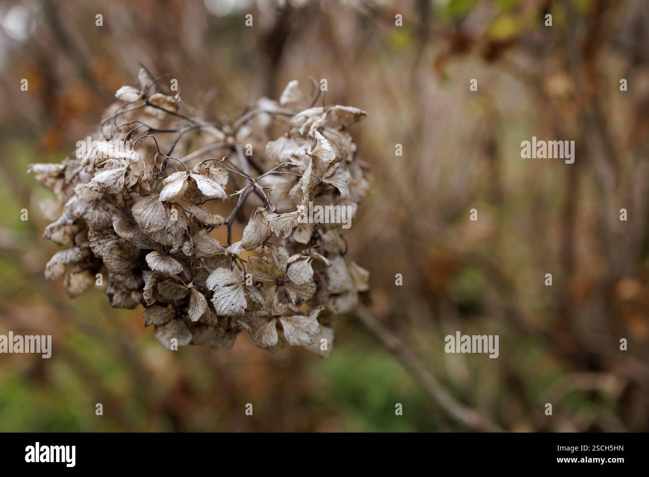 An einem Zweig hängen trockene, zarte Hortensie-Blüten, die die komplizierte Schönheit des Verfalls zeigen und ein Gefühl des saisonalen Wandels vermitteln. Stockfoto