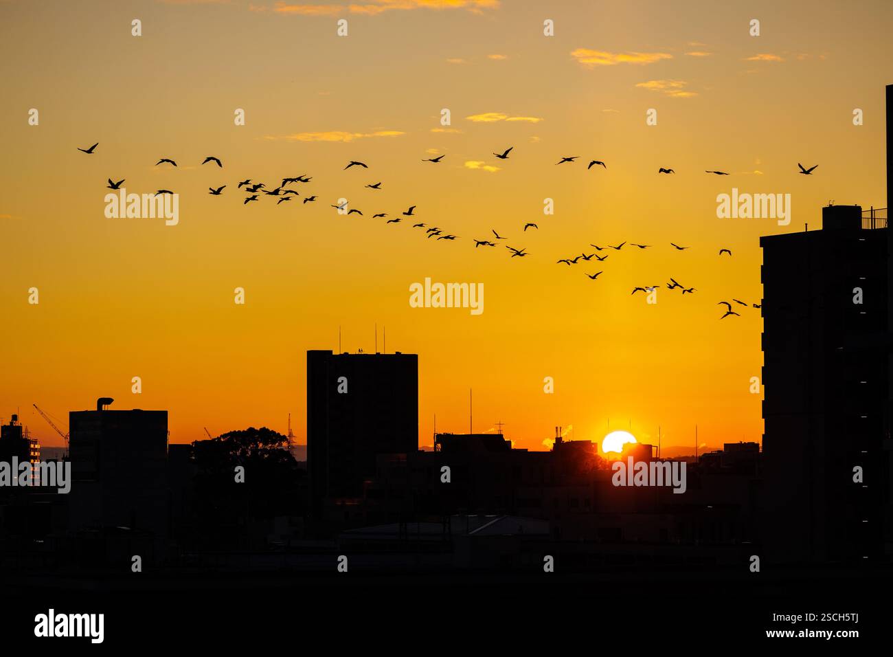 Zugvögel fliegen in einer Gruppe von 50 plus Silhouette des orange gefärbten Morgenhimmels in V-Formation, während die Sonne bei Sonnenaufgang über dem Horizont aufsteigt. Stockfoto