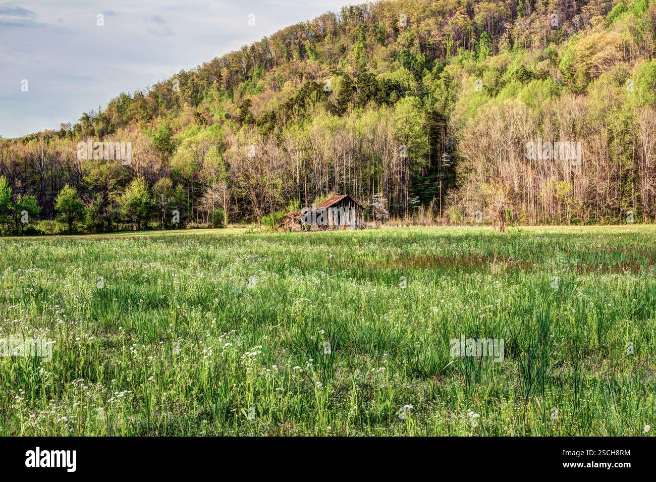 Eine verwitterte Scheune befindet sich in einem Feld von Wildblumen, eingebettet in einen Hügel Wald. Stockfoto