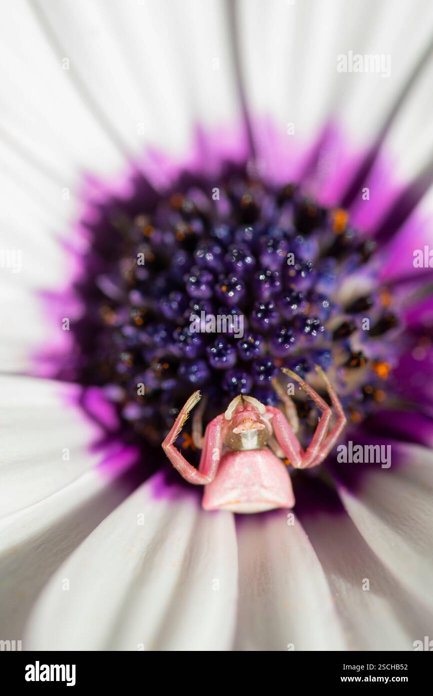 Ein Makrofoto zeigt eine Krabbenspinne, die auf einem markanten weißen afrikanischen Gänseblümchen thront und das leuchtende violette Zentrum und die zarten Blütenblätter in Exqui zeigt Stockfoto