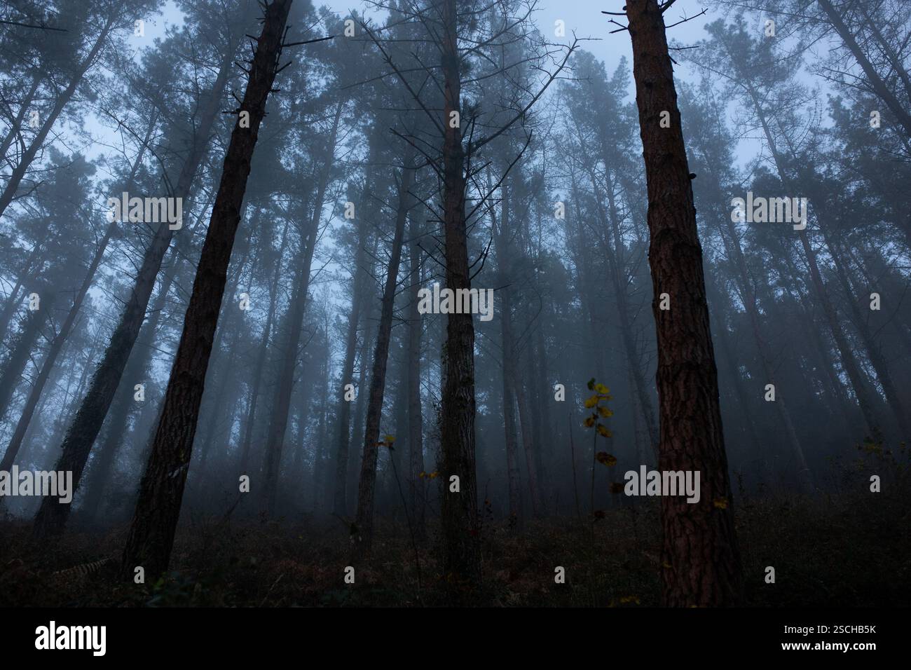 Hohe Bäume stehen still in einem nebeligen Wald während eines kalten, nebeligen Abends. Die Atmosphäre ist ruhig, aber unheimlich und sorgt für ein perfektes Frozen Abendthema. Stockfoto