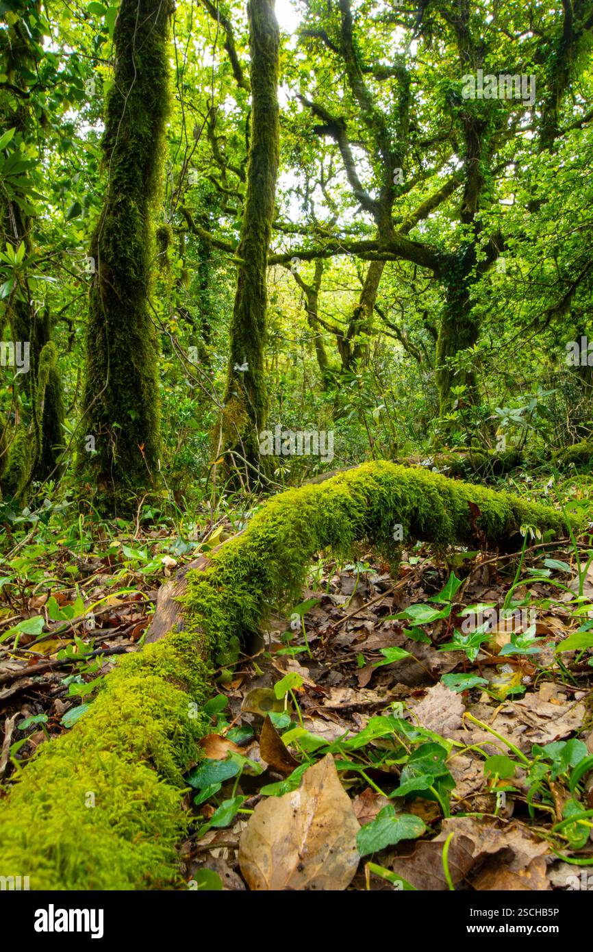 Ein lebendiger Blick auf einen dichten, grünen Wald mit einem gefallenen Baumstamm, bedeckt mit hellgrünem Moos, umgeben von vielfältigem Laub und Unterholz. Stockfoto