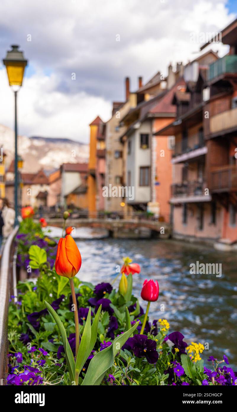 Helle Tulpen und Stiefmütterchen blühen entlang eines Geländes mit bezaubernden alten Häusern und einem Kanal im Hintergrund und zeigen die malerische Landschaft von Annecy, Fr. Stockfoto