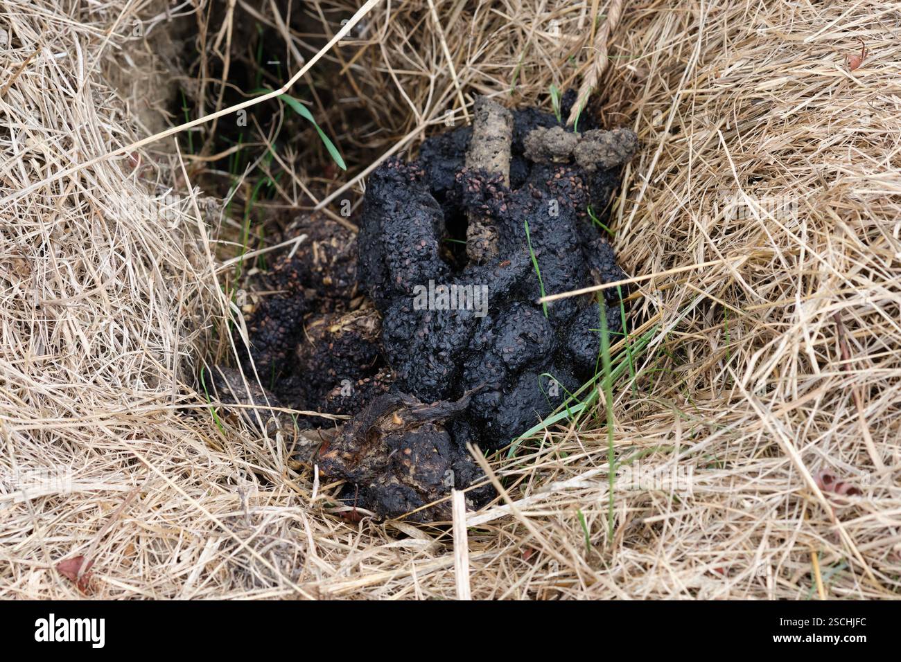 Badger Meles meles Po in flacher Latrine, süßer Moschusduft, Sommer, Großbritannien. Stockfoto