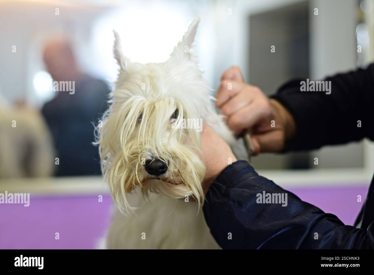 Weißer Miniatur-Schnauzer-Hund, der im Friseursalon eine Trimmung bekommt, Nahaufnahme Stockfoto