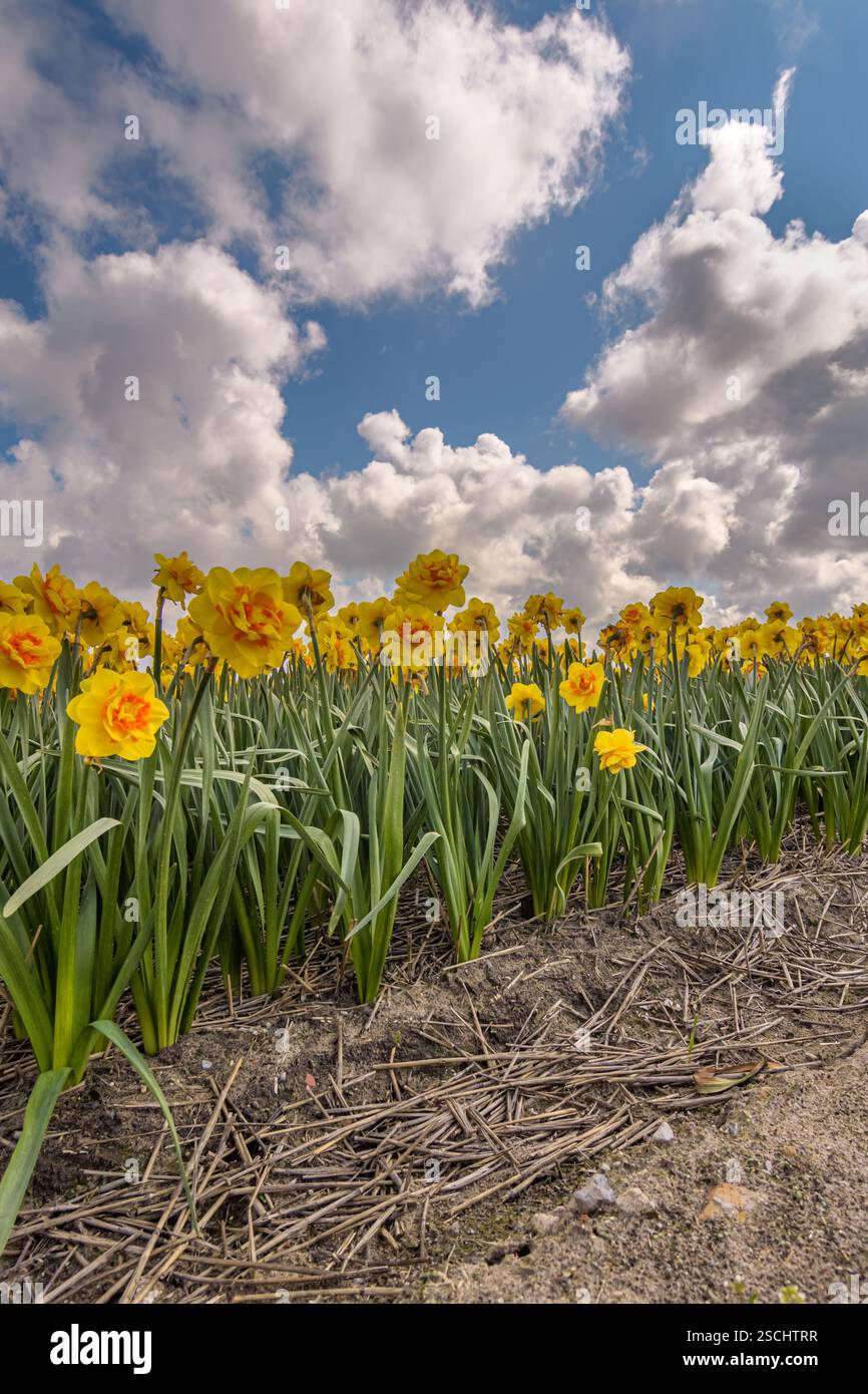 Schöne gelbe Narzissen im Blumenfeld mit blauem bewölktem Himmel im Hintergrund Stockfoto