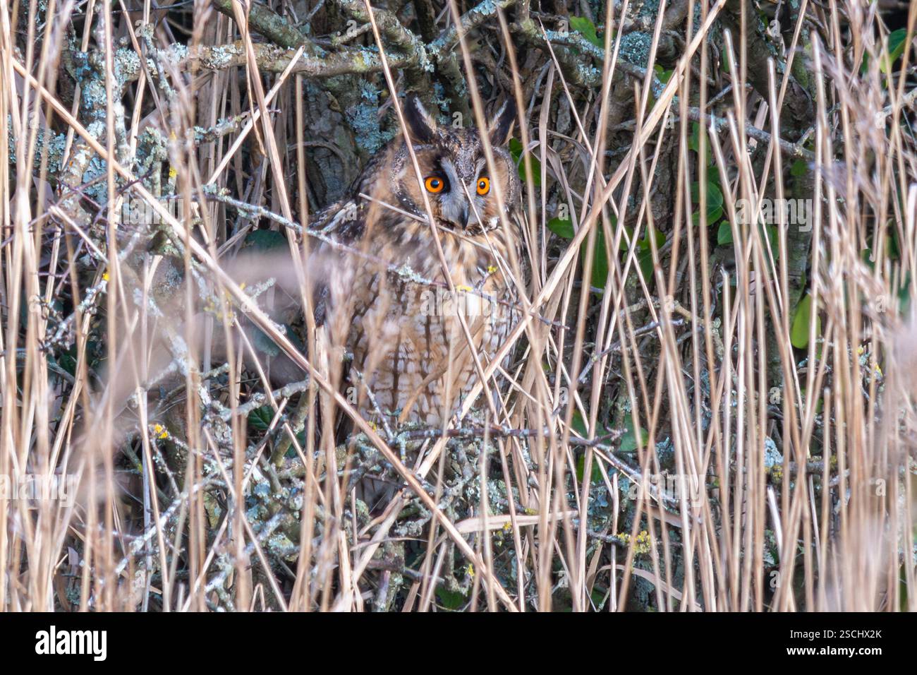Langohr-Eule (Asio otus) im Winter auf einem Baum hinter Schilf an der Westküste von Sussex, England, Großbritannien Stockfoto