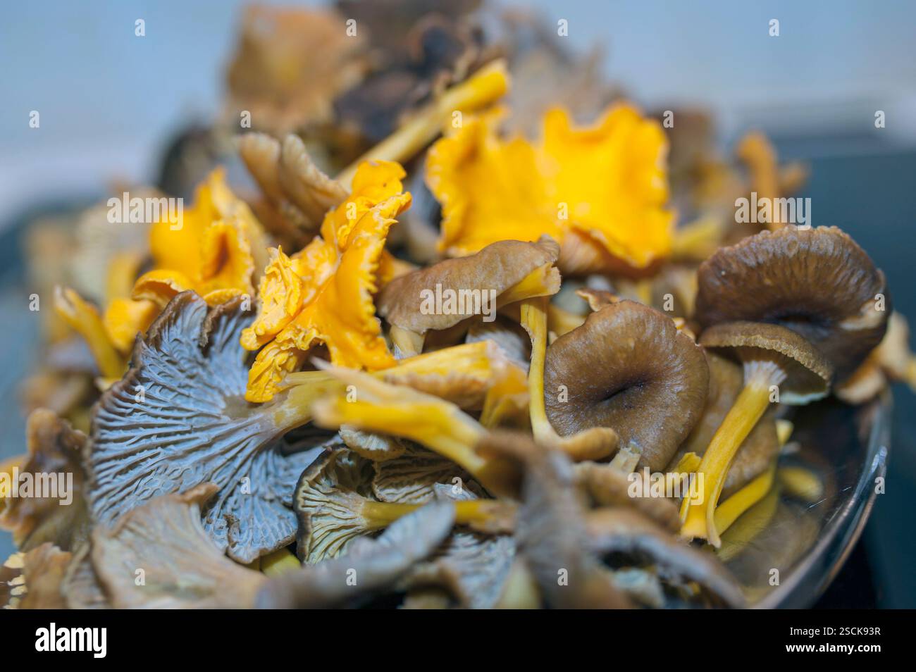 Chantarelle, Cantharellus cibarius. Das Gold des Waldes. Stockfoto