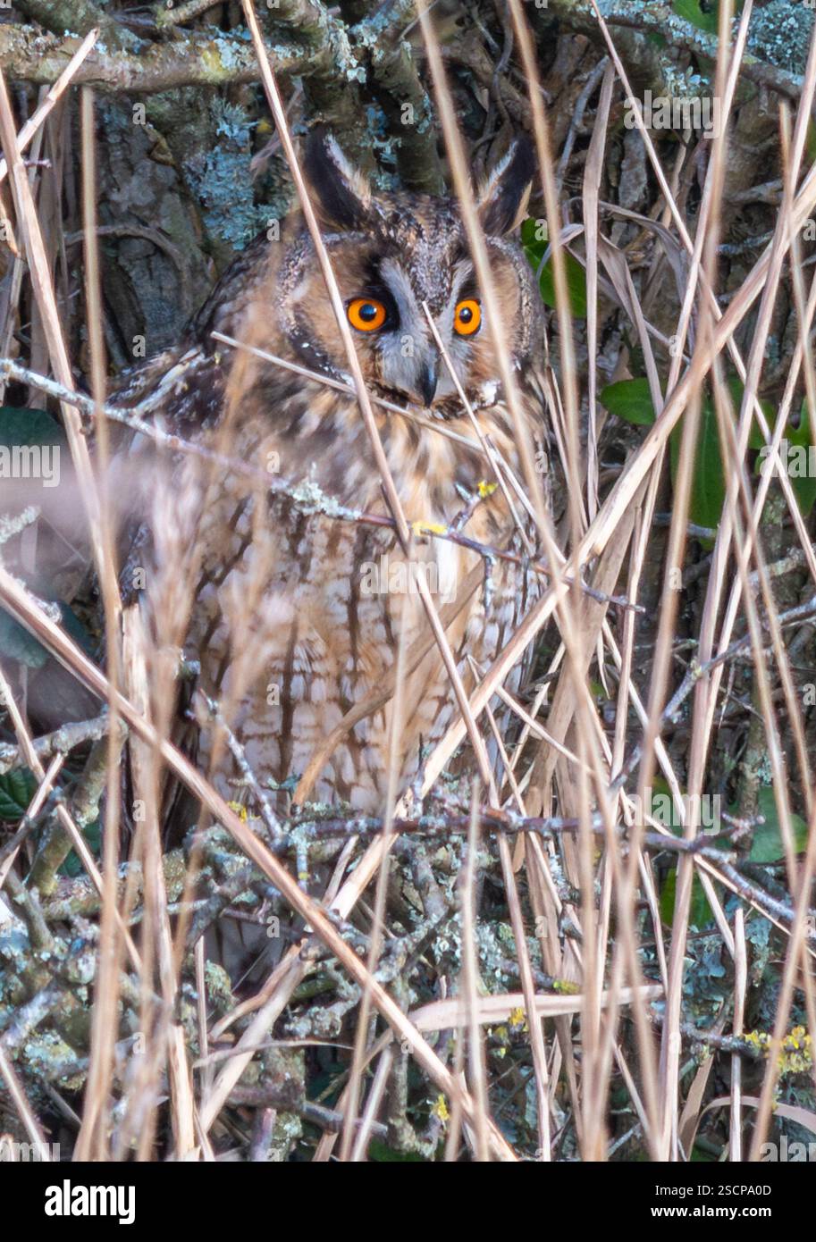 Langohr-Eule (Asio otus) im Winter auf einem Baum hinter Schilf an der Westküste von Sussex, England, Großbritannien Stockfoto