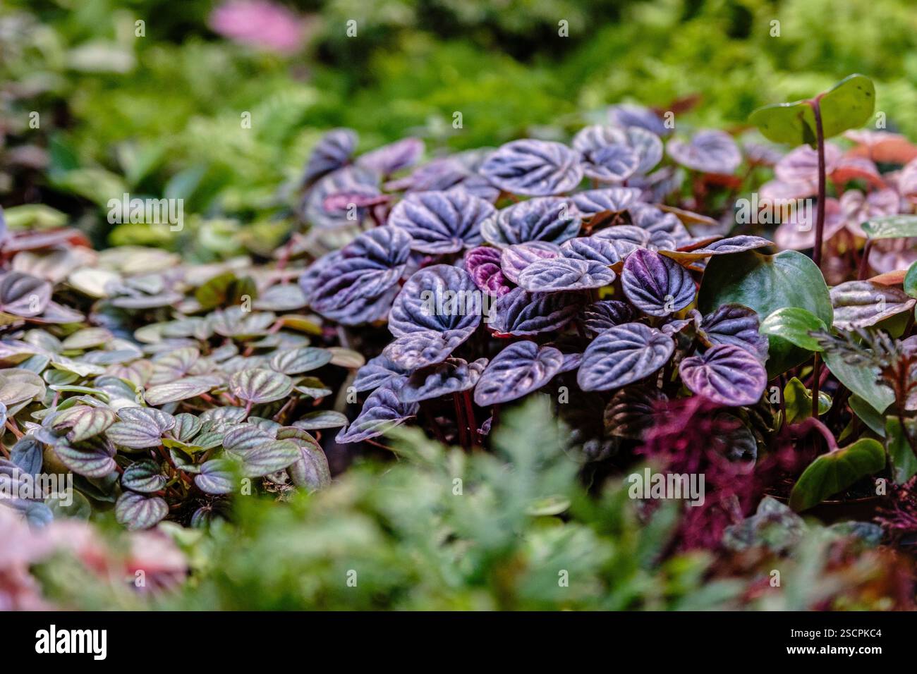 In verschiedenen Farben eingebettete Innenpflanzen in leuchtenden Farben Stockfoto