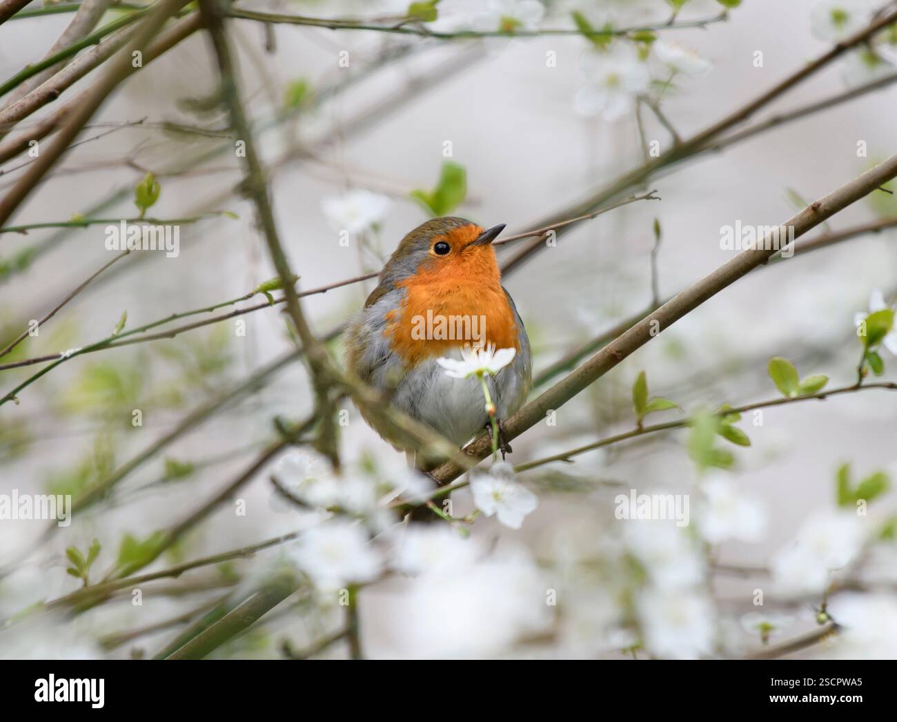 Europäischer robin Erithacus rubecula, hoch in blühenden wilden Kirschbäumen, County Durham, England, Großbritannien, Februar. Stockfoto