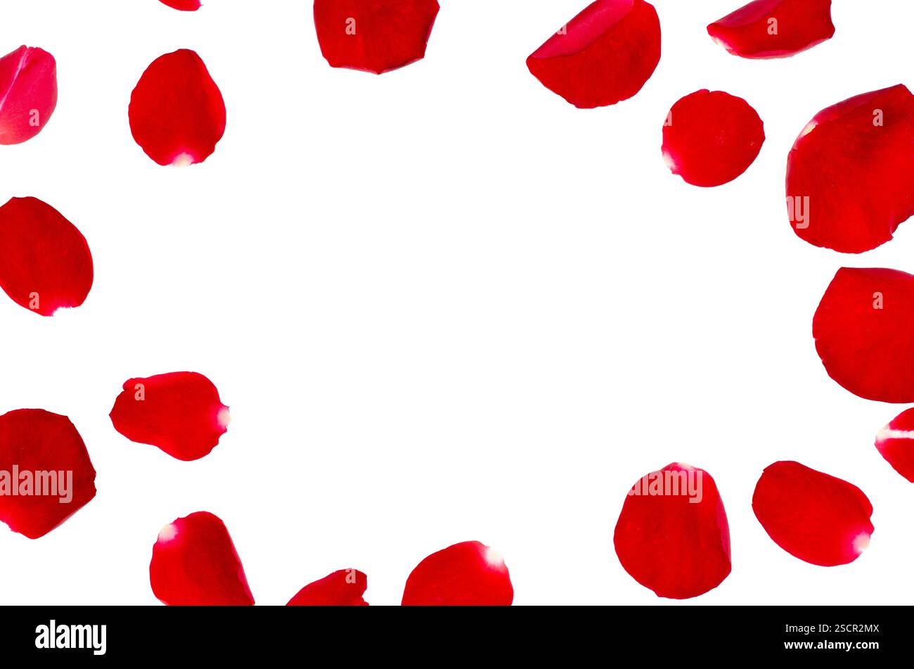 Rote Rosenblätter isoliert auf weißem Hintergrund. Dekoriert für Liebesgrüße am Valentinstag oder der Hochzeit, schwebende rote Rosenblätter isoliert auf weiß. Ba Stockfoto