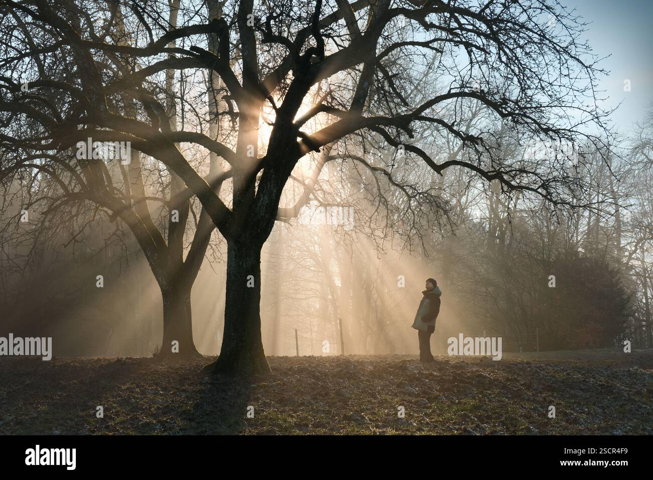 Der Ehrfurcht, sich mit der Natur in einer magischen Nebel- und Sonnenstrahlen-Landschaft zu verbinden. Eine Landschaftsaufnahme mit einem Mann, der im erstaunlichen Licht unter einer majestätischen Ba steht Stockfoto