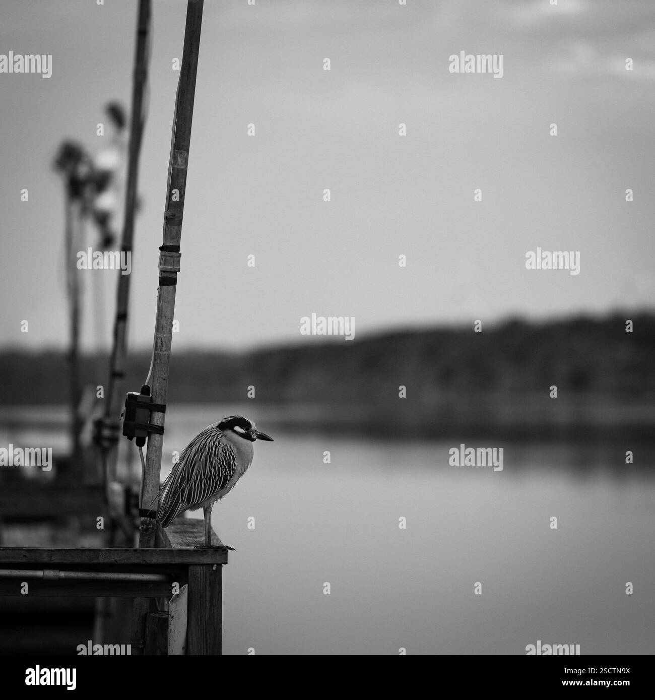 Einsamer Vogel am Morgen Stockfoto