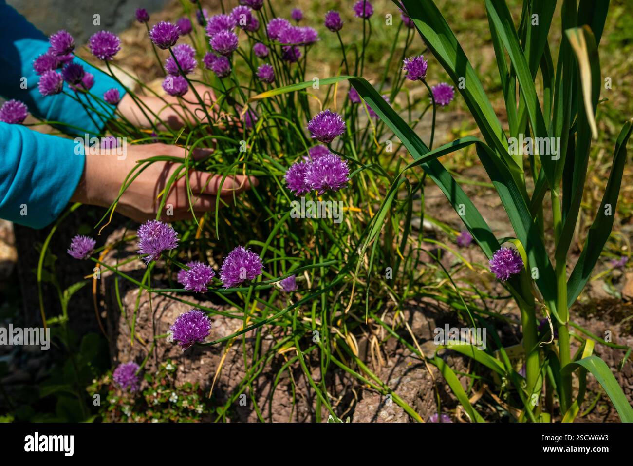 Hände pflegen an einem hellen Tag in einem sonnigen Garten sorgfältig Gruppen von lila Schnittlauchblüten. Stockfoto