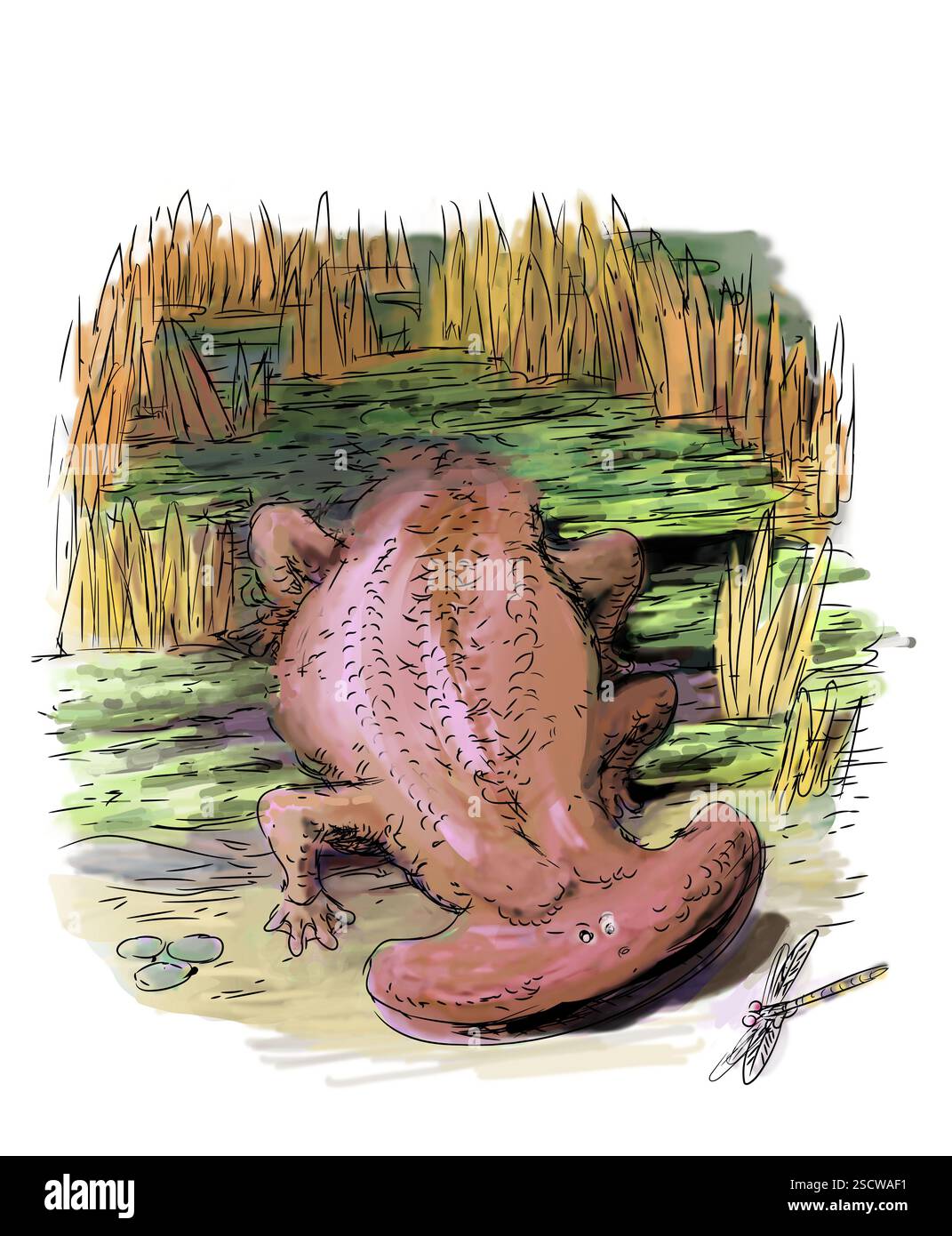 Diplocaulus, der größte und bekannteste unter den Lepospondylen, erschien erstmals im späten Perm (259 bis 251,9 Millionen Jahre). Bis zu einem Meter Länge ernährten sie sich hauptsächlich von Fischen und Arthropoden in Süßwasserumgebungen. Viele Theorien existieren für die Funktion ihrer charakteristischen Bumerang-förmigen Köpfe, einschließlich eines Abwehrmechanismus gegen größere Raubtiere oder als Tragflächenboot, um sie leichter aus dem Wasser zu heben. Stockfoto