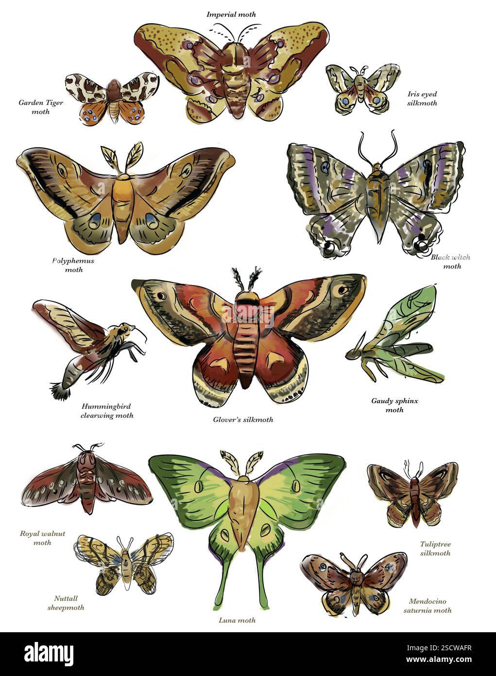 Illustration der Mottenarten Nordamerikas, einschließlich glover's Seidenmotte, Kaisermotte, Polyphemusmotte und mehr. Stockfoto