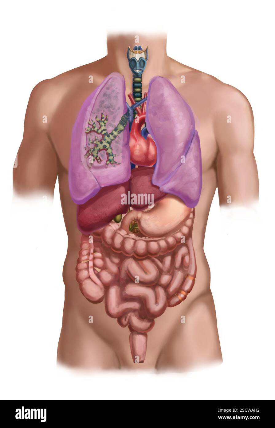 Anatomie des Menschen mit einem Lungenquerschnitt, mit Bronchien. Die Bronchien leiten Passagen, die für den Transport von Luft in der Lunge verwendet werden. Stockfoto