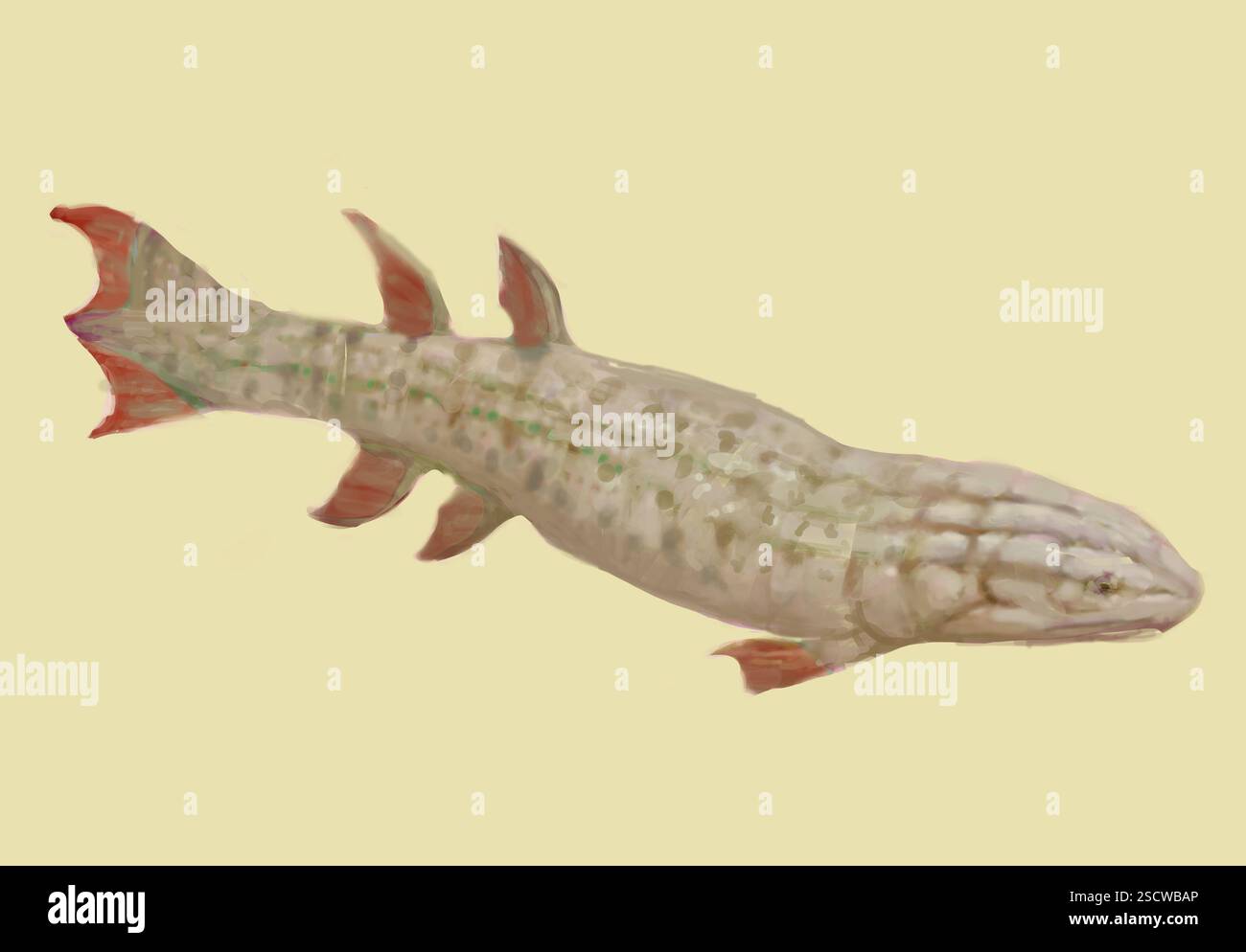 Eusthenopteron ist eine ausgestorbene Gattung von Lappenflossen-Fischen, auch als Sarkopterygier bekannt, die im späten Devon vor etwa 370 Millionen Jahren lebten. Eusthenopteron war ein enger Vorfahre der ersten Landwirbeltiere, der Tetrapoden. Er war ein aktiver Fleischfresser, der 1,5 bis 1,8 Meter lang war und zahlreiche kleine, scharfe Zähne in seinem breiten Schädel hatte. Stockfoto