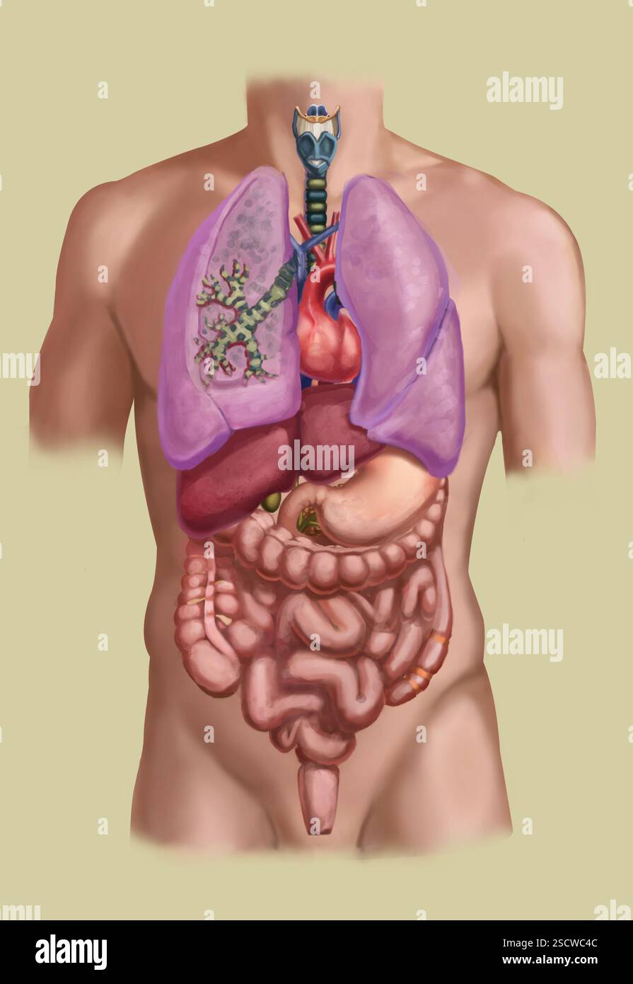 Anatomie des Menschen mit einem Lungenquerschnitt, mit Bronchien. Die Bronchien leiten Passagen, die für den Transport von Luft in der Lunge verwendet werden. Stockfoto