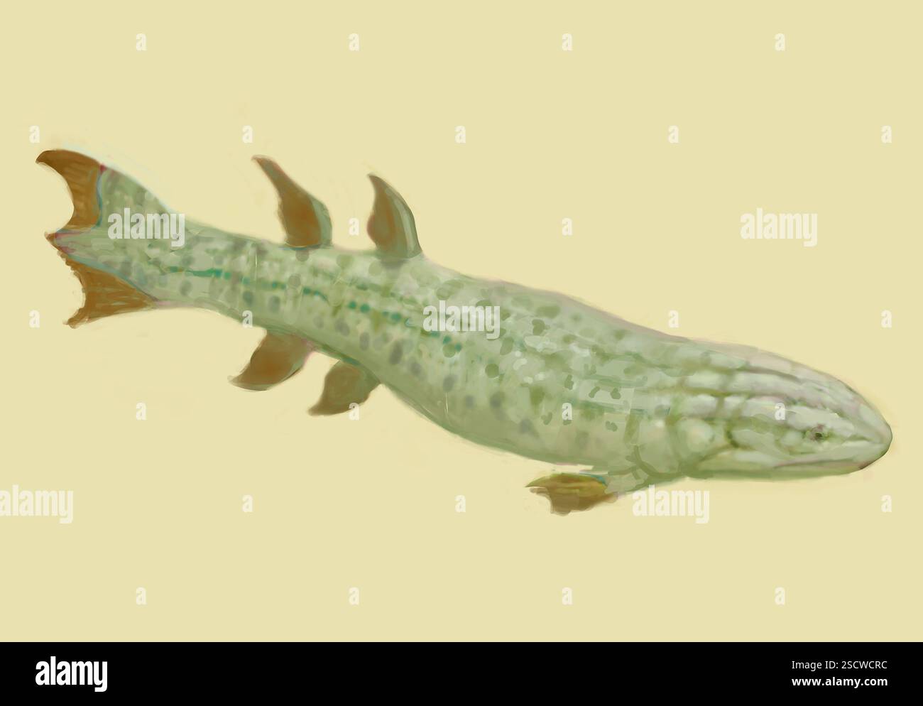 Eusthenopteron ist eine ausgestorbene Gattung von Lappenflossen-Fischen, auch als Sarkopterygier bekannt, die im späten Devon vor etwa 370 Millionen Jahren lebten. Eusthenopteron war ein enger Vorfahre der ersten Landwirbeltiere, der Tetrapoden. Er war ein aktiver Fleischfresser, der 1,5 bis 1,8 Meter lang war und zahlreiche kleine, scharfe Zähne in seinem breiten Schädel hatte. Stockfoto