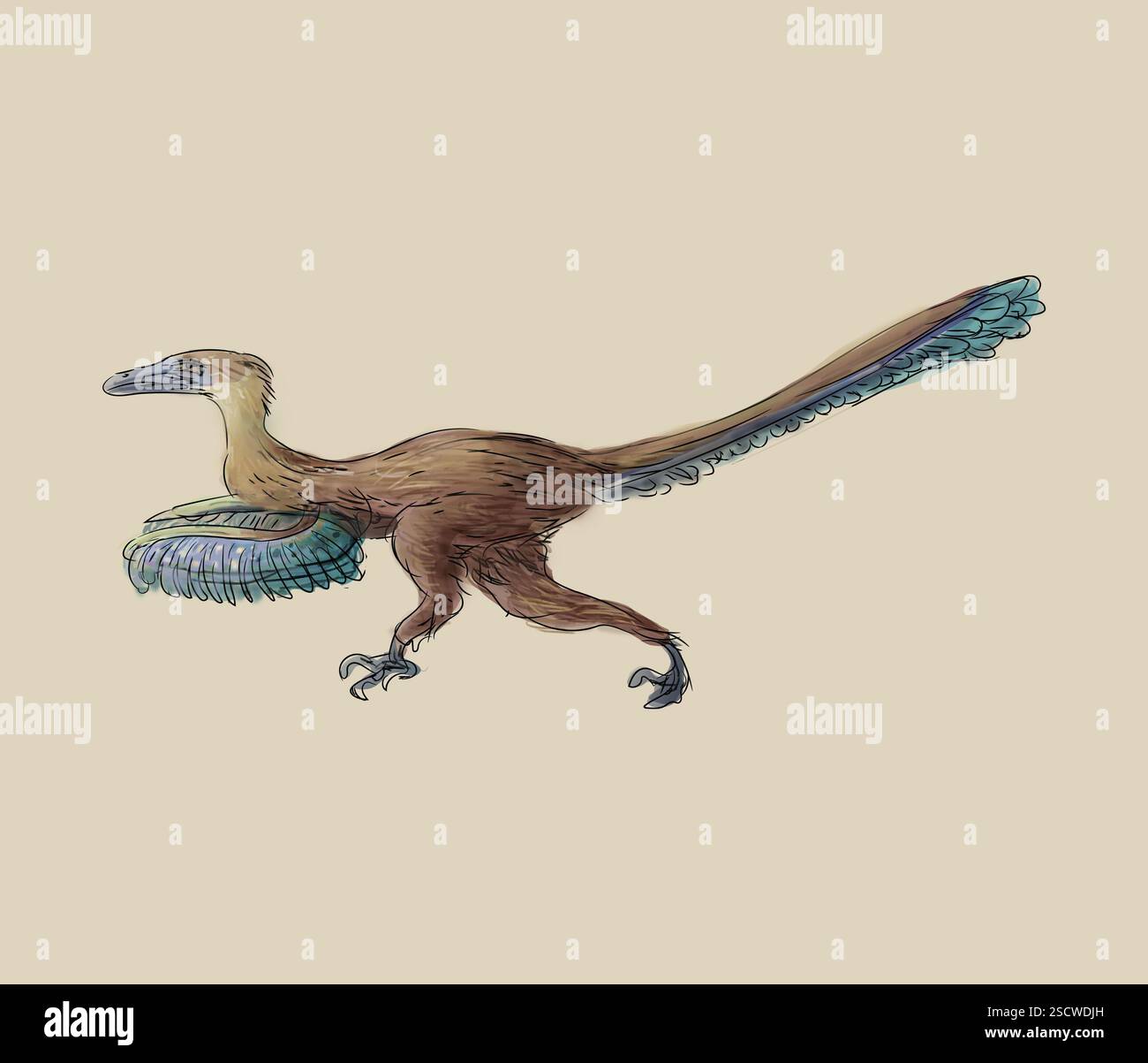 Velociraptor (oder schneller Dieb) ist eine Gattung kleiner Dromaeosaurier, die in der späten Kreidezeit vor etwa 75 Millionen bis 71 Millionen Jahren lebte. Velociraptoren waren etwa 1,5 bis 2,07 m (4,9-6,8 ft) lang und hatten eine Körpermasse von etwa 14,1 bis 19,7 kg (31-43 lb.). Sie waren zweibeinig gefiederte Fleischfresser und hatten lange, schmale Schädel mit nach oben gezogenen Schnauzen und eine hakenförmige Klaue an jedem Hinterfuß, die zur Beute verwendet wurde. Stockfoto