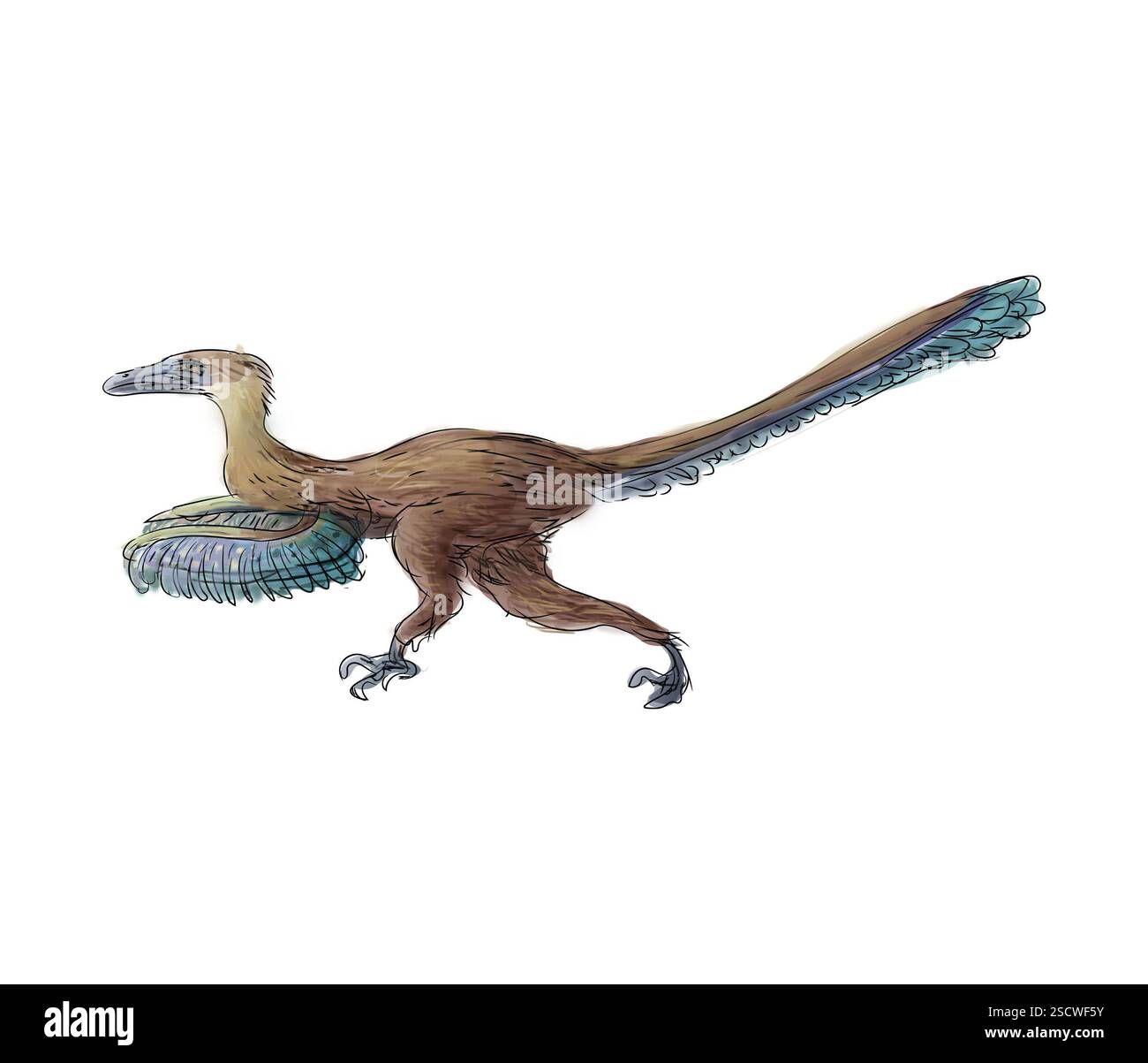 Velociraptor (oder schneller Dieb) ist eine Gattung kleiner Dromaeosaurier, die in der späten Kreidezeit vor etwa 75 Millionen bis 71 Millionen Jahren lebte. Velociraptoren waren etwa 1,5 bis 2,07 m (4,9-6,8 ft) lang und hatten eine Körpermasse von etwa 14,1 bis 19,7 kg (31-43 lb.). Sie waren zweibeinig gefiederte Fleischfresser und hatten lange, schmale Schädel mit nach oben gezogenen Schnauzen und eine hakenförmige Klaue an jedem Hinterfuß, die zur Beute verwendet wurde. Stockfoto