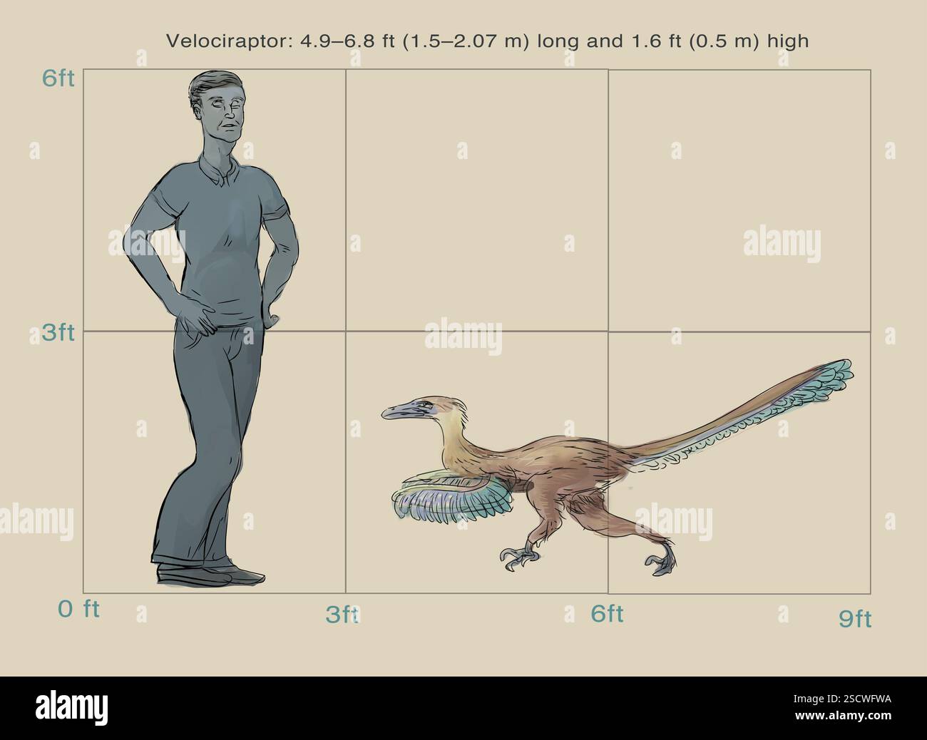Velociraptor (oder schneller Dieb) ist eine Gattung kleiner Dromaeosaurier, die in der späten Kreidezeit vor etwa 75 Millionen bis 71 Millionen Jahren lebte. Velociraptoren waren etwa 1,5 bis 2,07 m (4,9-6,8 ft) lang und hatten eine Körpermasse von etwa 14,1 bis 19,7 kg (31-43 lb.). Sie waren zweibeinig gefiederte Fleischfresser und hatten lange, schmale Schädel mit nach oben gezogenen Schnauzen und eine hakenförmige Klaue an jedem Hinterfuß, die zur Beute verwendet wurde. Stockfoto