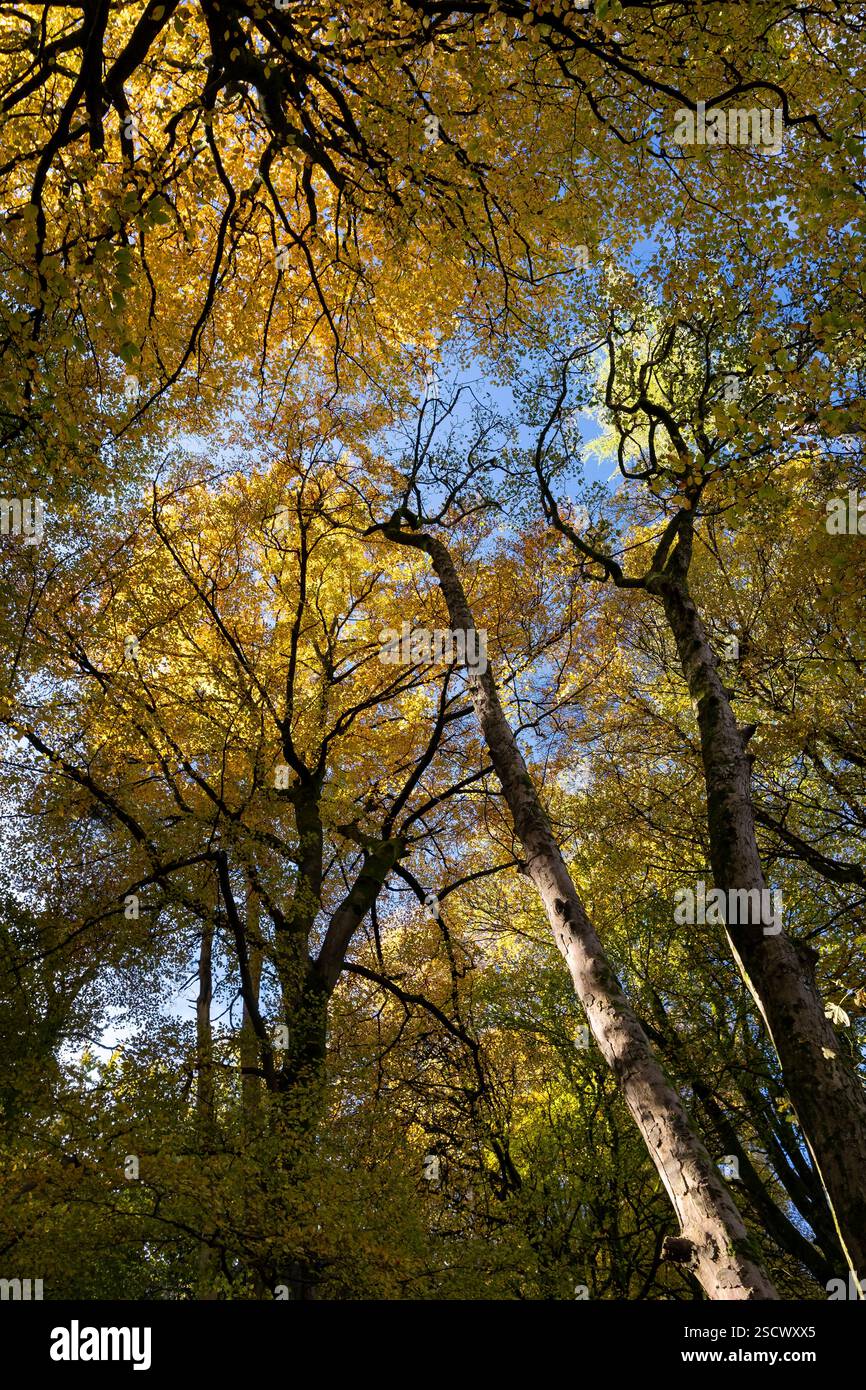 Blick auf Beech Woodland Canopy im Herbst, Tanat Valley, Powys, Wales, Großbritannien Stockfoto