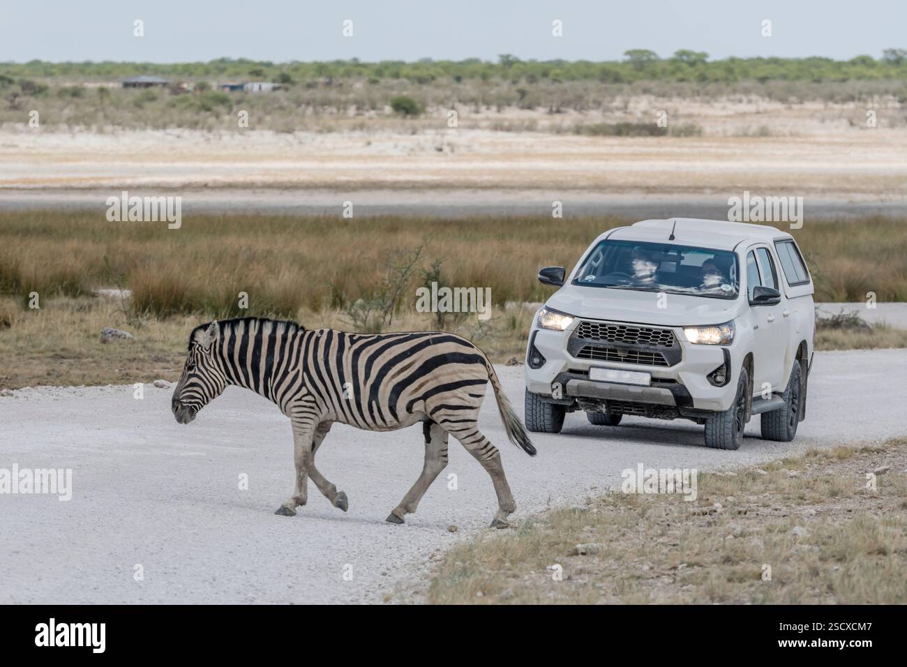 Zebra überquert unbefestigte Straße in süßem Grasland auf Kalklandschaften, direkt vor dem Geländewagen, erschossen in hellem späten Frühlingslicht in der Nähe des Springbock Wasserlochs, Stockfoto