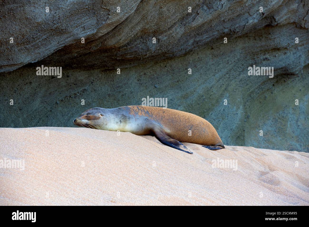 Seelöwen auf der Insel Bartolomé auf Galápagos Stockfoto