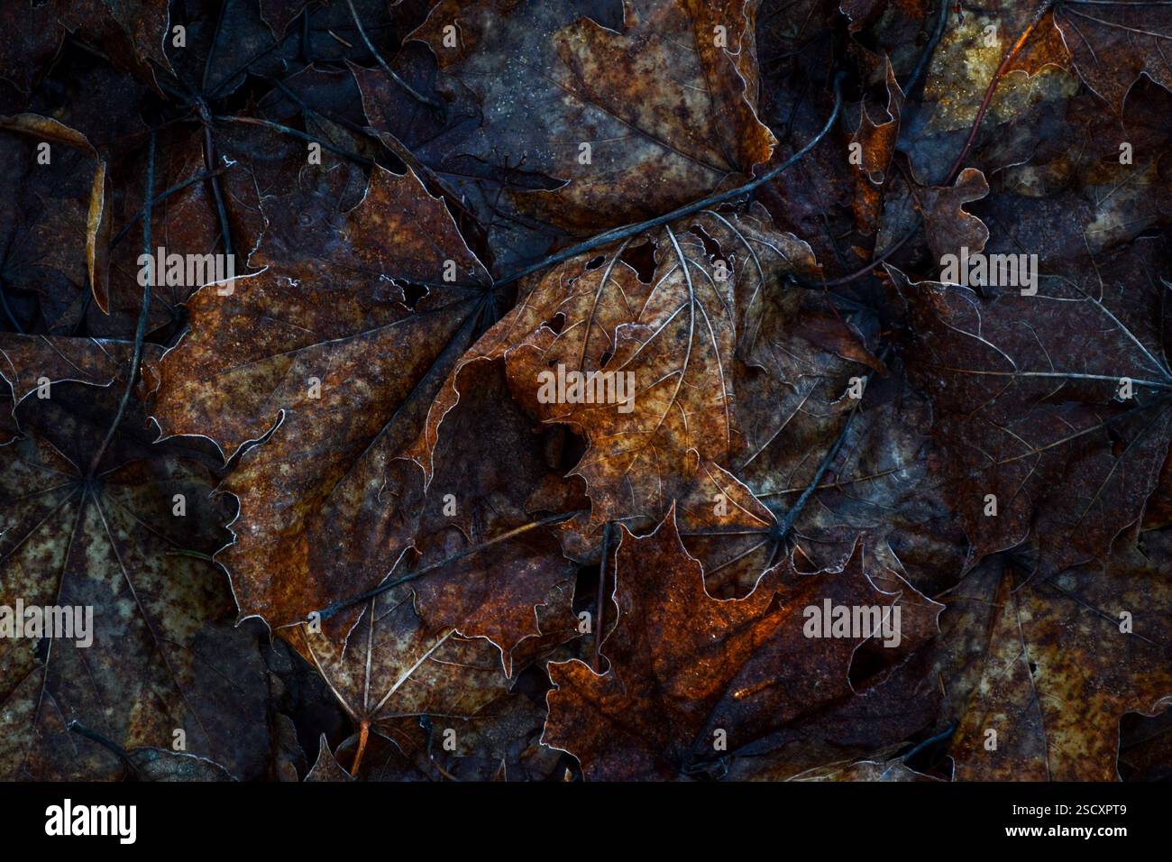 Gefrorene Ahornblätter Stockfoto